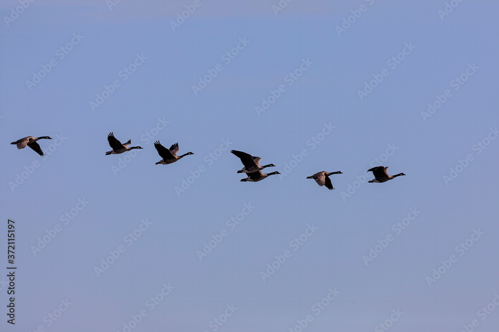 Flock og Canadian geese on flight Flock og Canadian geese on flight