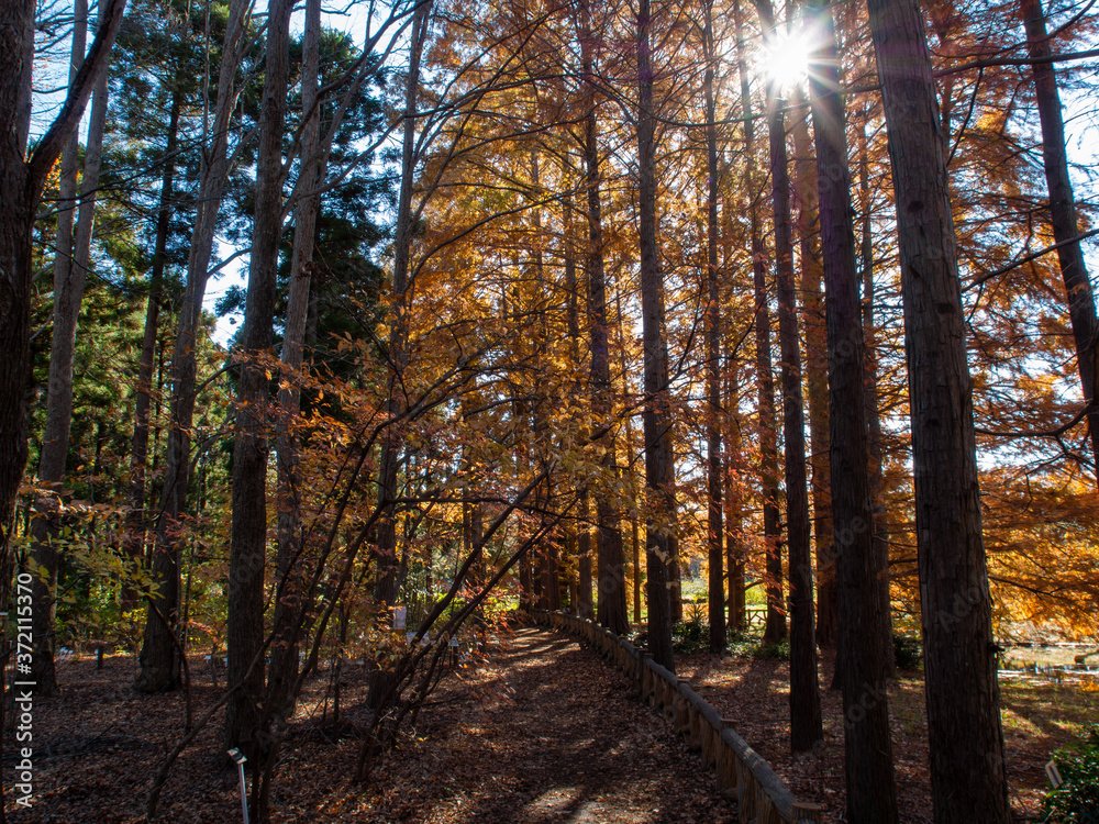 Fototapeta premium メタセコイア 並木 光芒 紅葉 神代植物公園