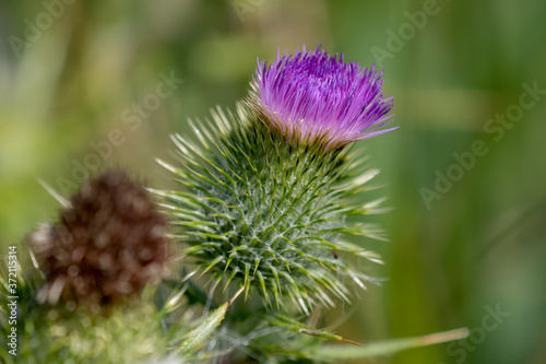 Close up of the head of flowering thistle. Natural scene from Wisconsin.
