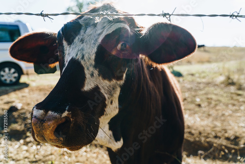 Close-up of cow with eye looking on a Queensland farm in Boonah, Scenic Rim Region, Queensland (QLD) photo