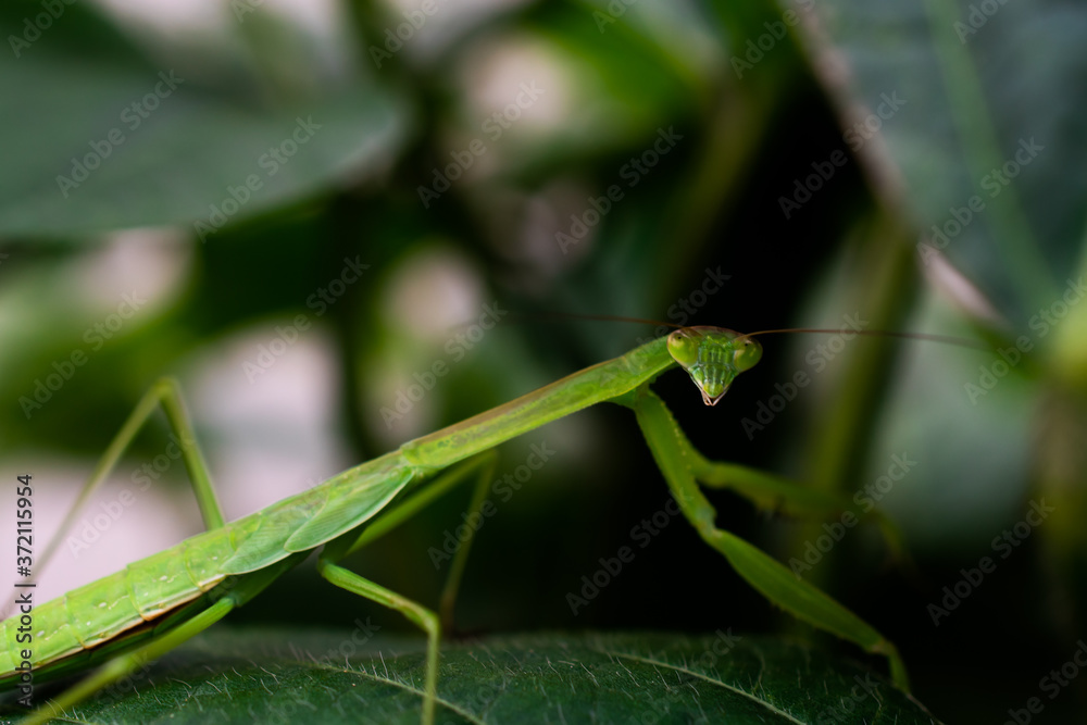Closeup of a Praying Mantis on a leaf. Closeup of a Praying Mantis on a leaf.