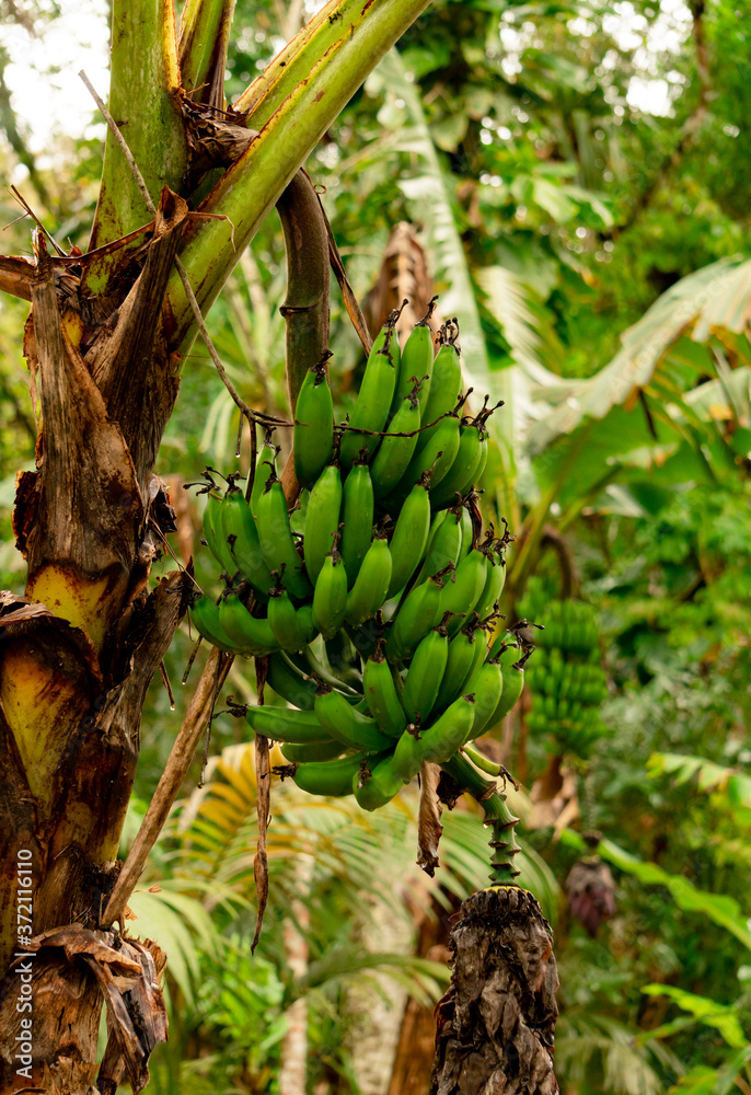 custom made wallpaper toronto digitalBanana tree with bunch of growing green bananas, plantation rain-forest