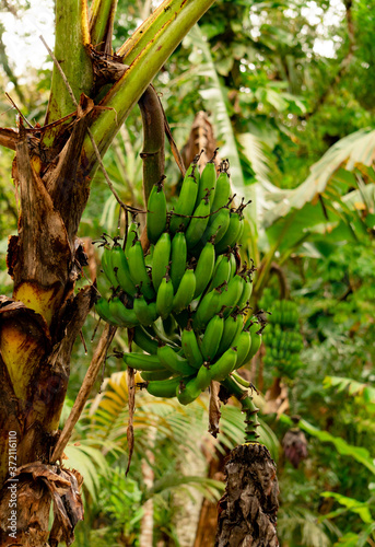 Wallpaper Mural Banana tree with bunch of growing green bananas, plantation rain-forest Torontodigital.ca