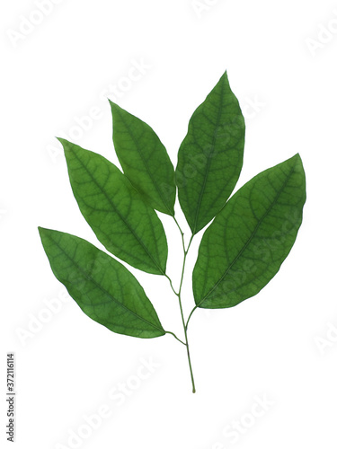 Leaves of Tiliacora triandra or Bai Ya Nang Isolated on white background. Medicinal plants,Thai herb.