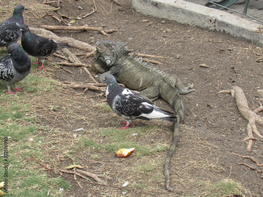 Fototapeta premium GUAYAQUIL, ECUADOR. PARQUE SEMINARIO - PARQUE DE LAS IGUANAS