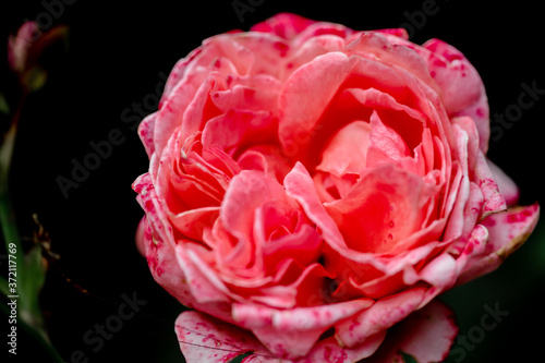 pink rose with water drops