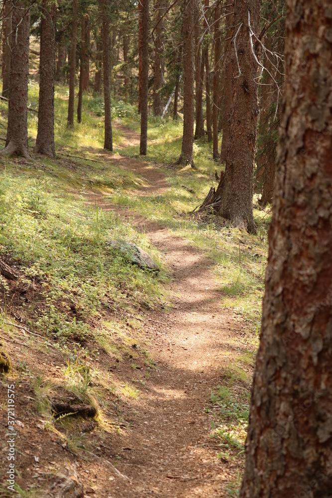 Fototapeta premium footpath in the woods in the afternoon light