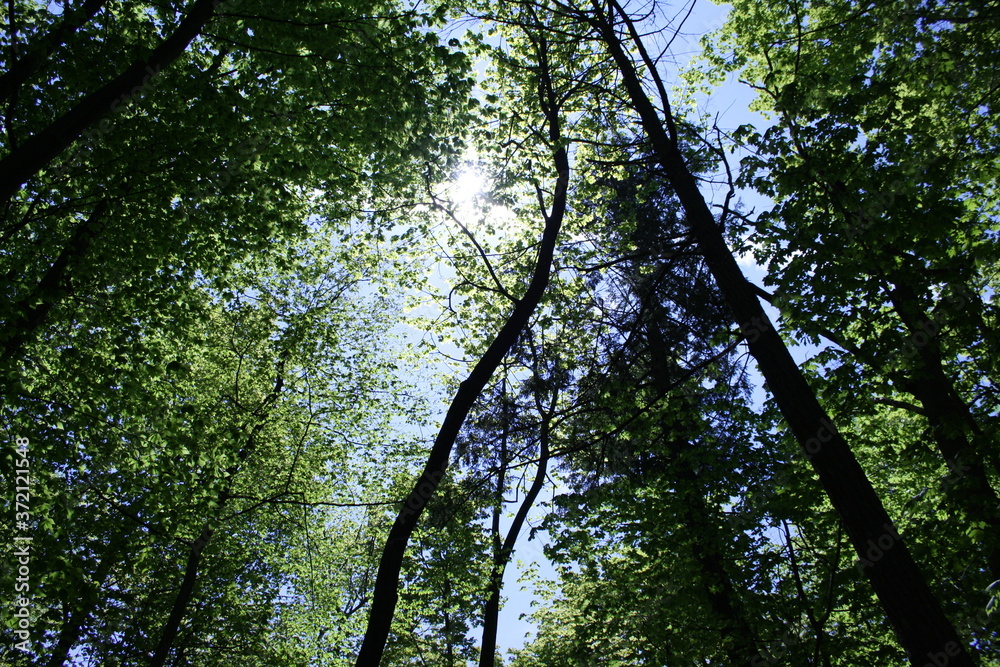 Fototapeta premium Sun through trees