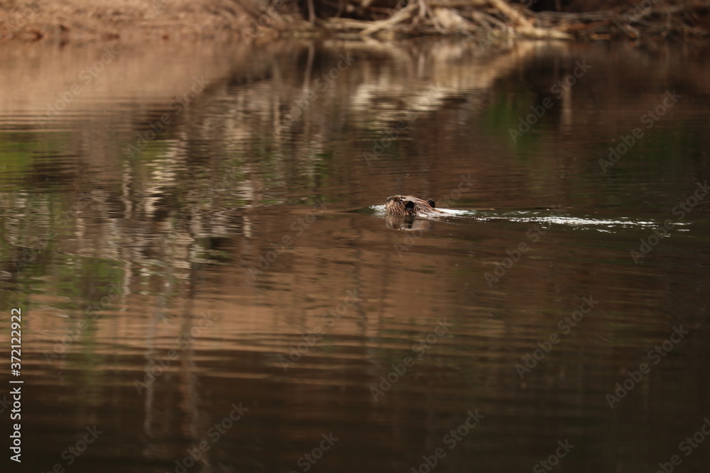 Beaver swimming through the water Beaver swimming through the water