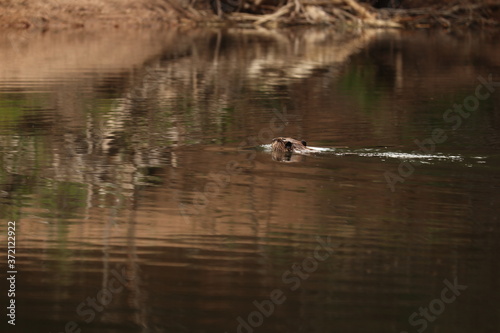 Beaver swimming through the water