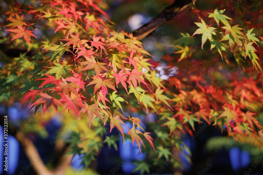 Selective focus beautiful red yellow and green maple leaves fall/autumn season blurred wallpaper background. Selective focus beautiful red yellow and green maple leaves fall/autumn season blurred wallpaper background.