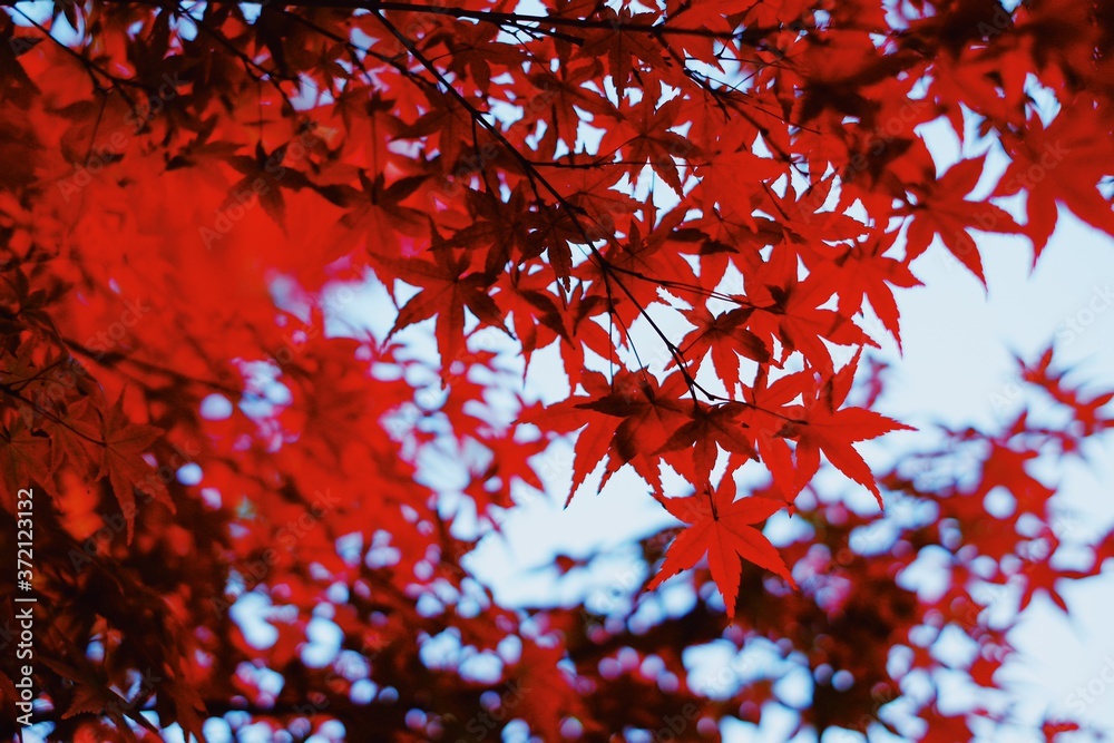 Selective focus beautiful red yellow and green maple leaves fall/autumn season blurred wallpaper background. Selective focus beautiful red yellow and green maple leaves fall/autumn season blurred wallpaper background.
