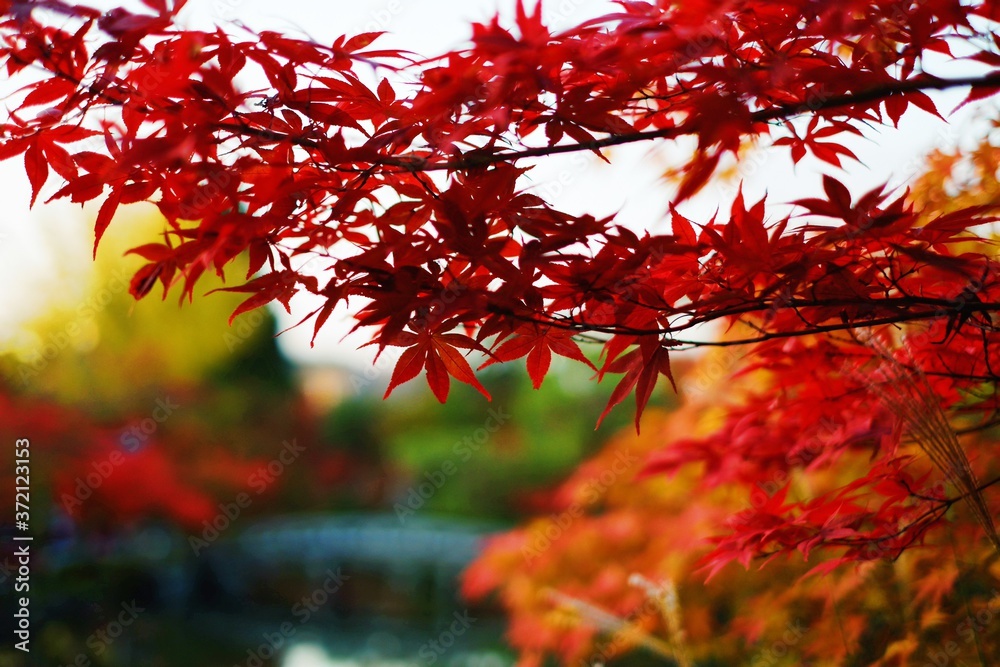 Selective focus beautiful red yellow and green maple leaves fall/autumn season blurred wallpaper background. Selective focus beautiful red yellow and green maple leaves fall/autumn season blurred wallpaper background.