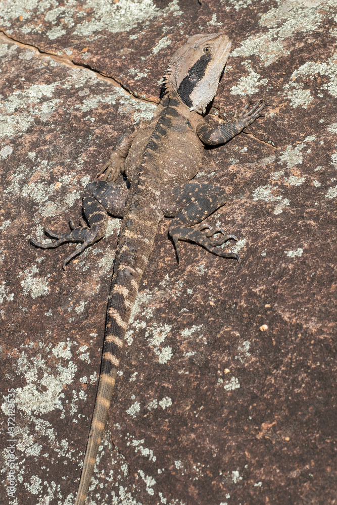 Fototapeta premium Eastern Water Dragon basking on rock