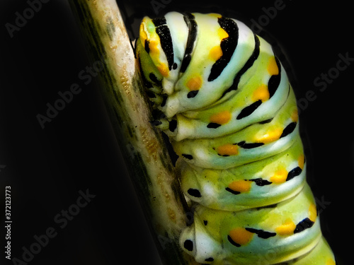 caterpillar on a branch