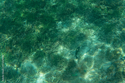 a fish in broken coral reef