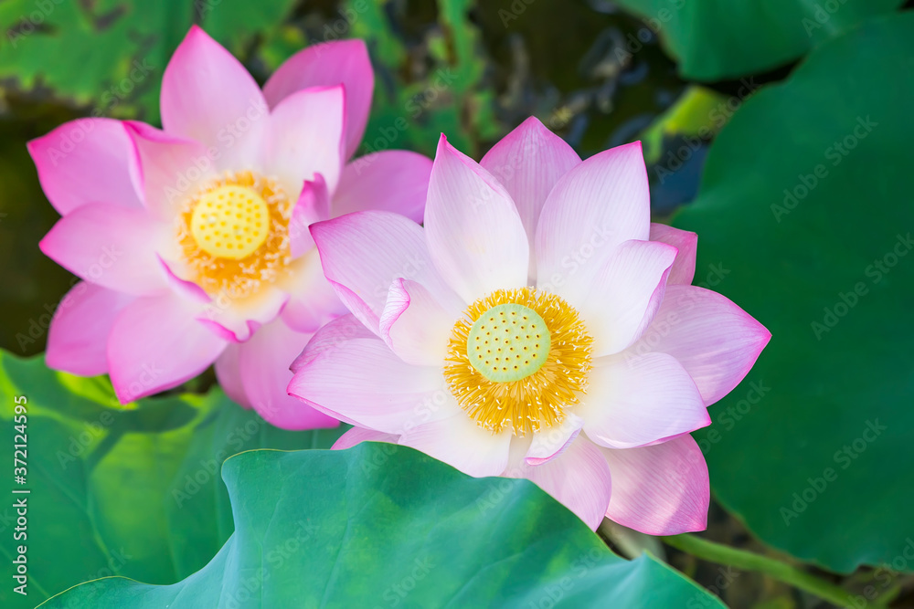 lotus flower blooming in summer pond with green leaves as background lotus flower blooming in summer pond with green leaves as background