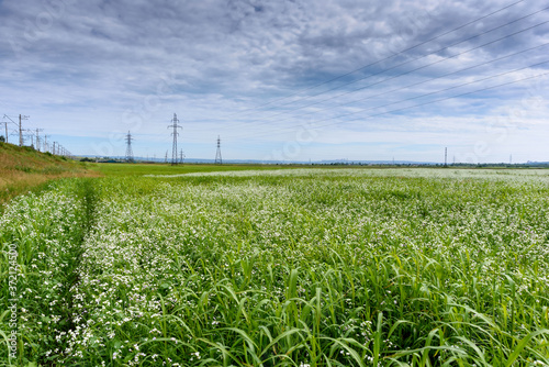 Fresh landscape of a line of electric poles with cables of electricity in a green field