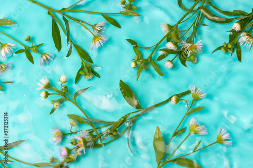 Natural creative background of daisies in blue water top view.