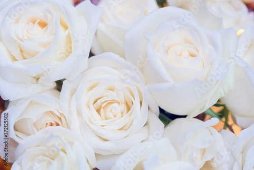 Close up white rose 