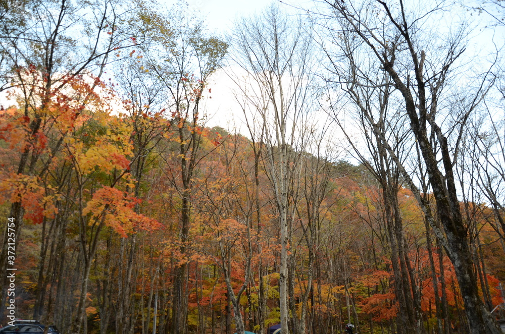 Fototapeta premium 紅葉