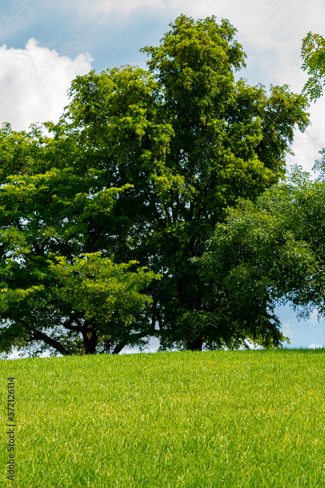 Fototapeta premium Tree behind a field of green grass