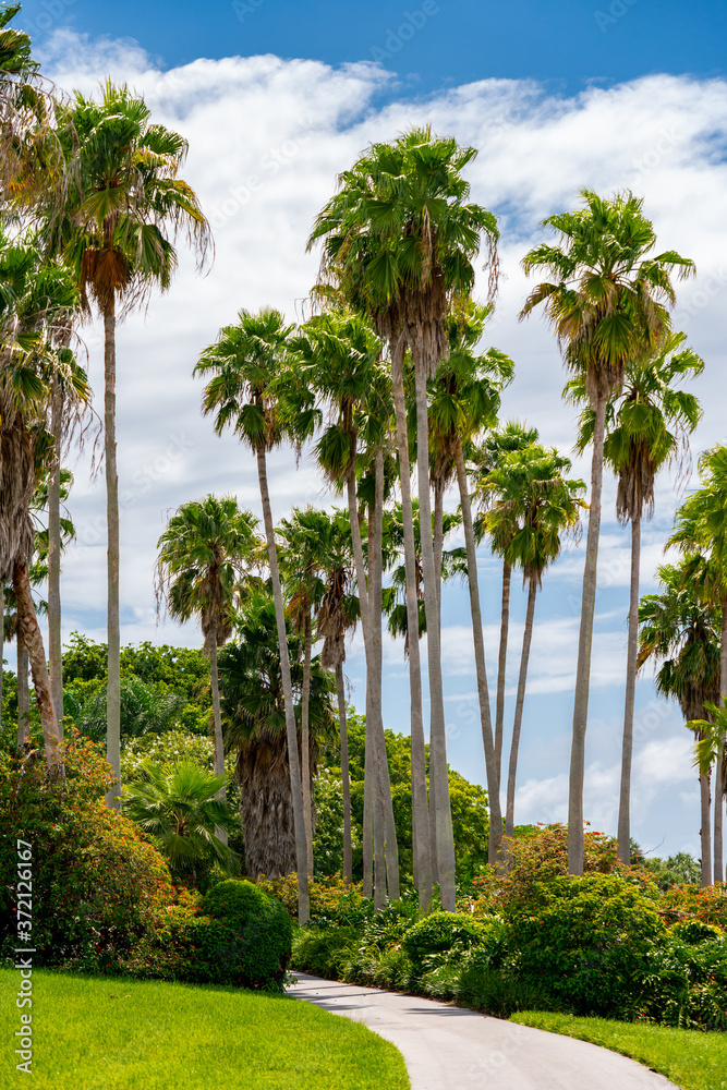 Pathway between palm trees in the park