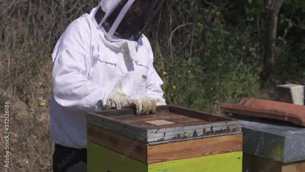A beekeeper is opening a beehive on a sunny day, honey production A beekeeper is opening a beehive on a sunny day, honey production