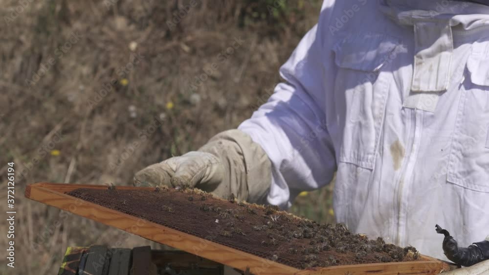 A man wears a bee suit and looks for the queen on the honeycomb A man wears a bee suit and looks for the queen on the honeycomb