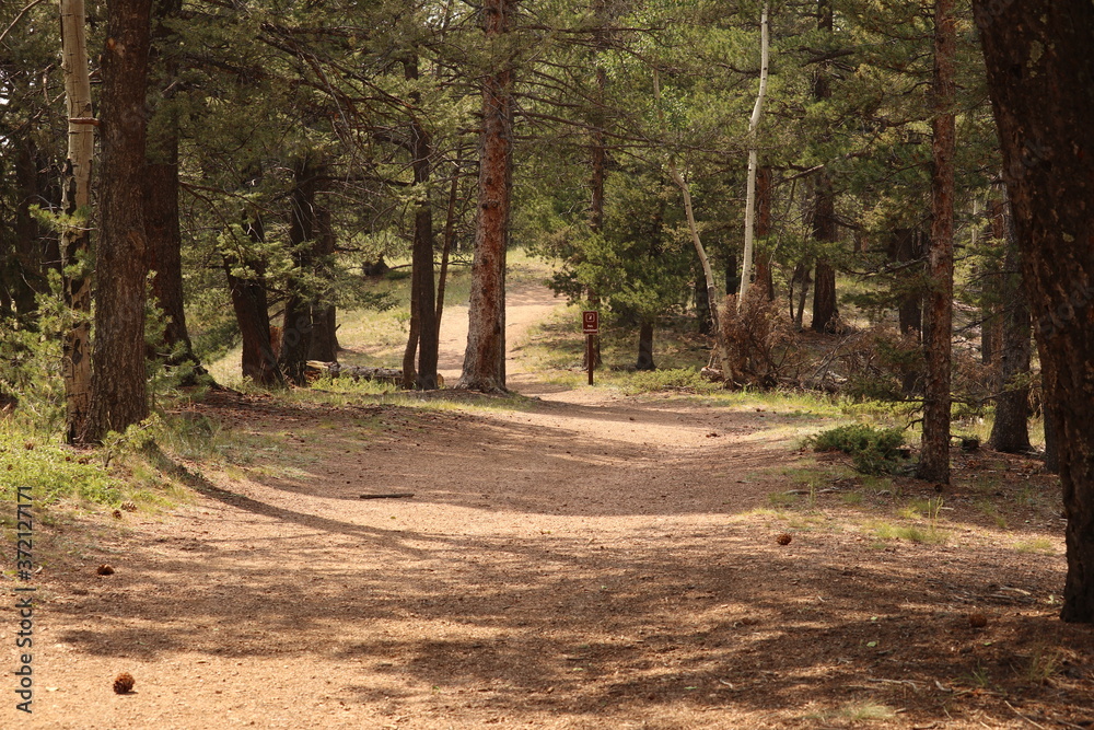 Wandering trail through an evergreen forest