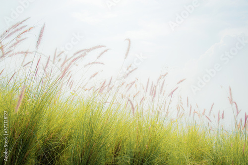 Grass in field at sunlight.
