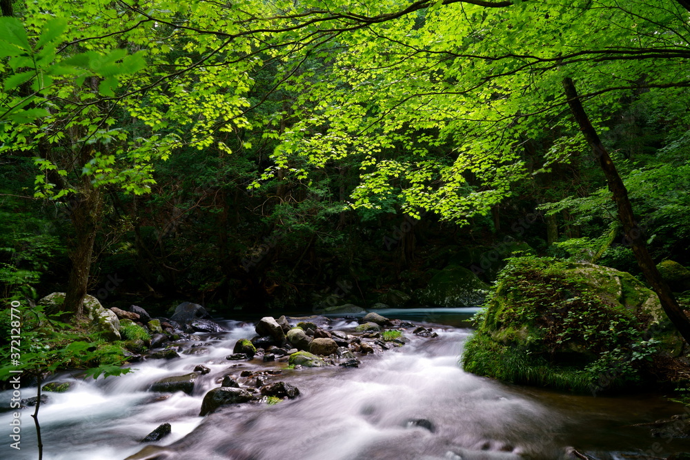Obraz premium 夏の緑一杯の森と川の流れ