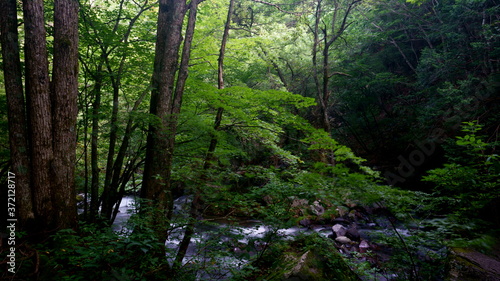 夏の緑一杯の森と川の流れ © askaflight