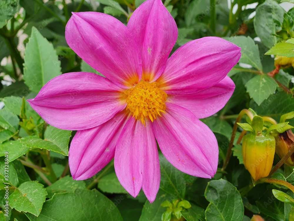 pink cosmos flower, Kazan, Russia 
