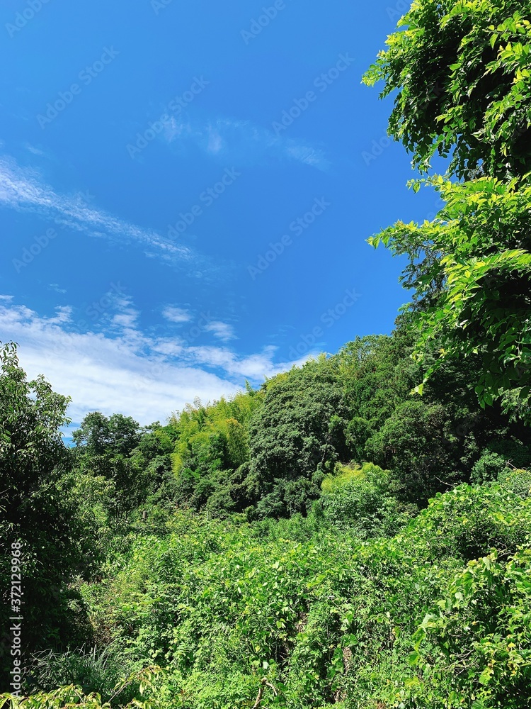 鎌倉の空と森