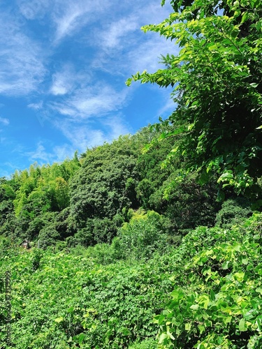 鎌倉の空と森、風