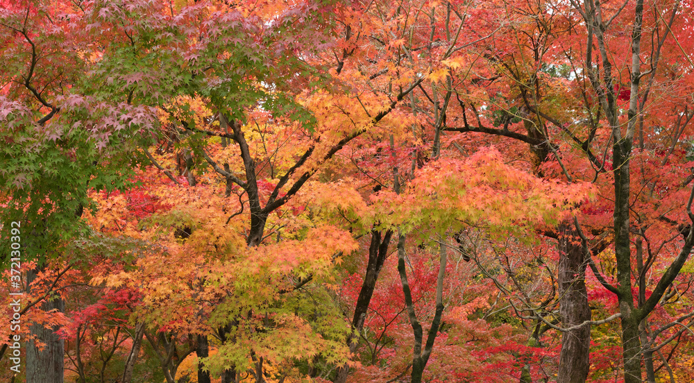 idyllic landscape of Kyoto, Japan in autumn season idyllic landscape of Kyoto, Japan in autumn season