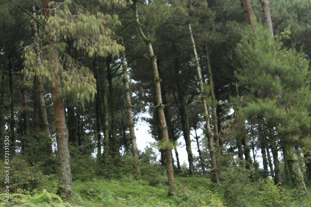 Fototapeta premium Huge pine trees trunks and branches in the eastern part Nepal