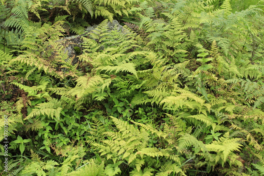 Collection of fern in the hilly area of Eastern Nepal Collection of fern in the hilly area of Eastern Nepal