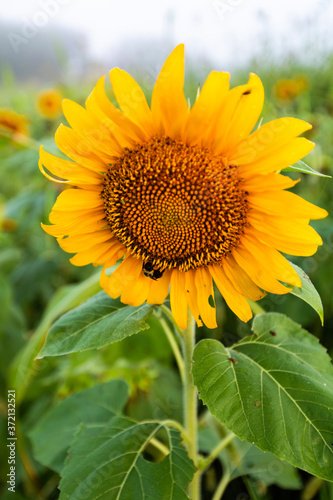 beautiful sunflower