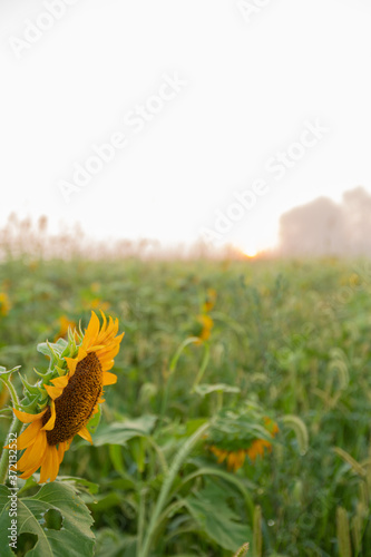 Sunrise sunflowers