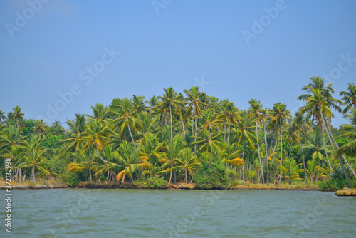 Coconut trees on the banks of backwaters in ashtamudi lake in Kollam, Kerala photo