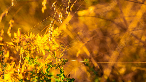 Na zdjęciu kwiat łąkowy skąpany w promieniach wschodzącego słońca