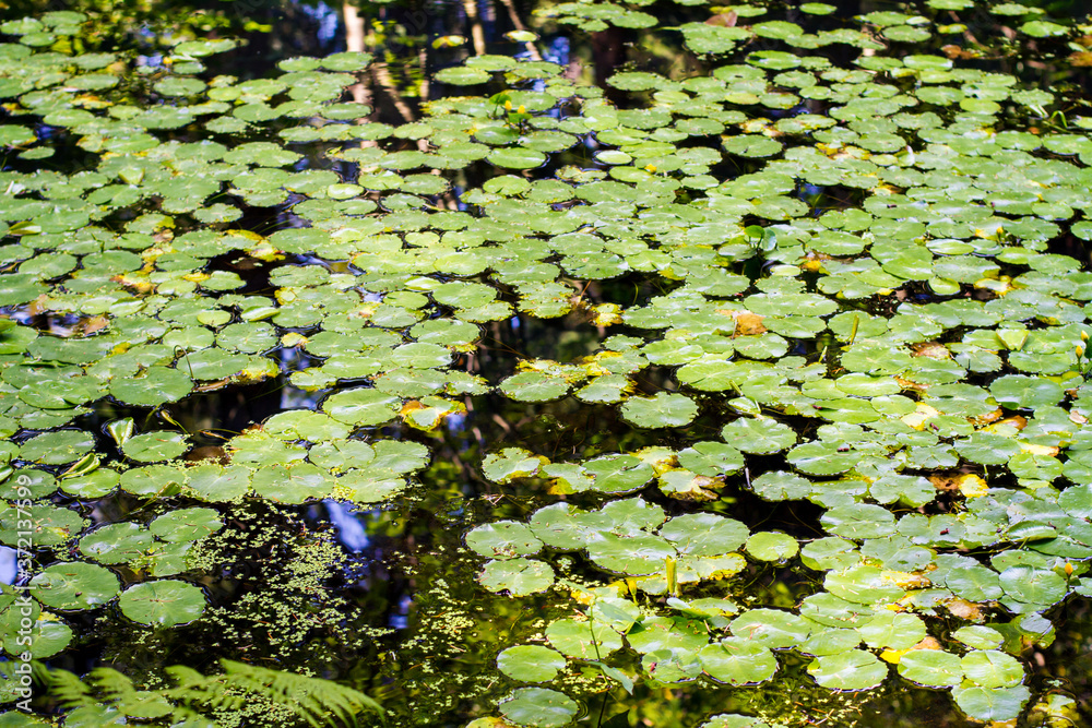 Many lily pads float on a reflective pond; A pond covered with lily pads Many lily pads float on a reflective pond; A pond covered with lily pads