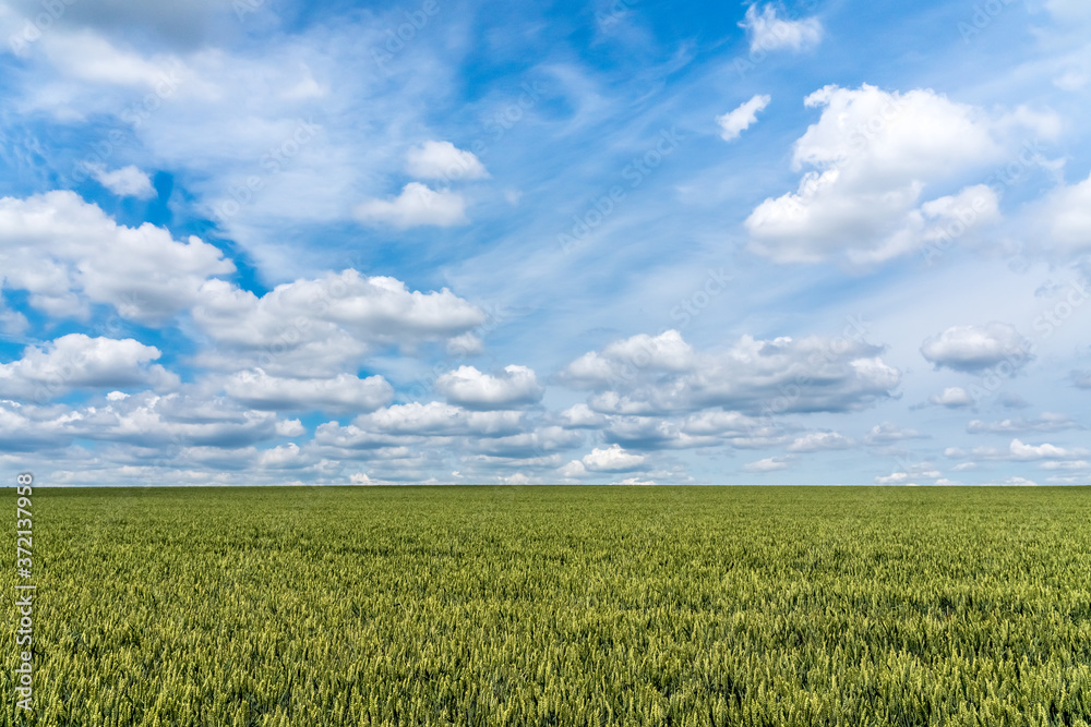 Grain field with white clouds in the sky Grain field with white clouds in the sky