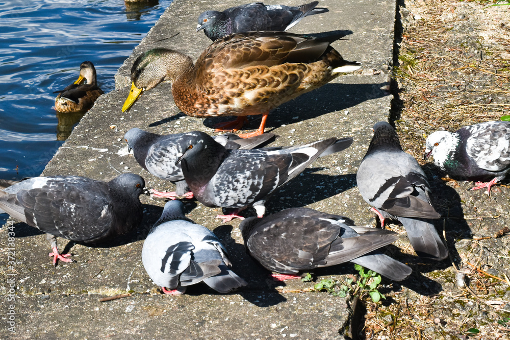 Fototapeta premium Ducks and birds pigeons on the pond in the park. Wild ducks are reflected in the lake. Multi-colored bird feathers. A pond with ducks and drakes. The duck feeds on the surface of the water.