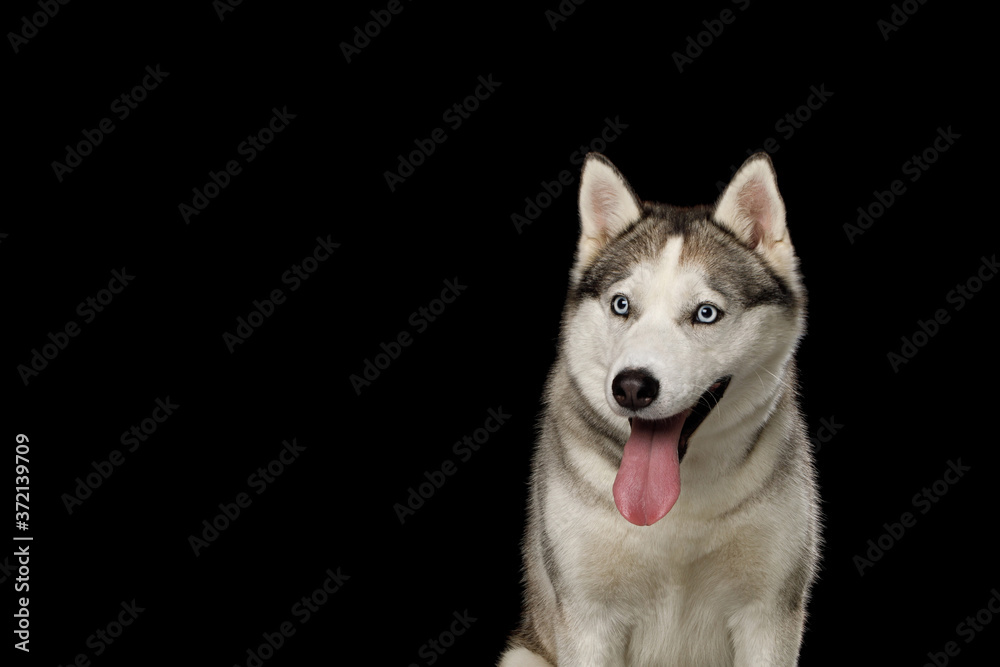 Portrait of Siberian Husky Dog Sitting on Isolated Black Background