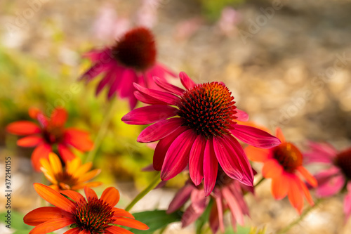 Echinacea purpurea  commonly called coneflowers  with detail of several flower blossoms in a garden.
