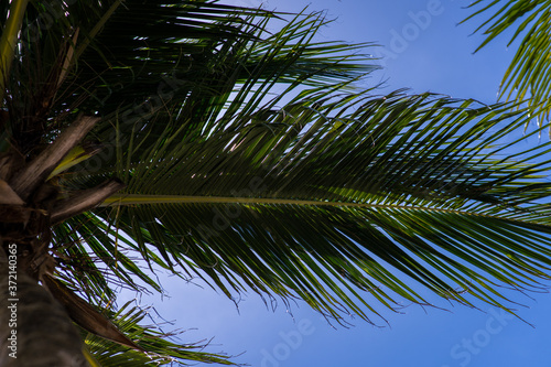 coconut palm tree on blue sky background  excellent for tourist  tropical advertisers. Coconut palm leaves on a sunny day at the beach with blue sky.