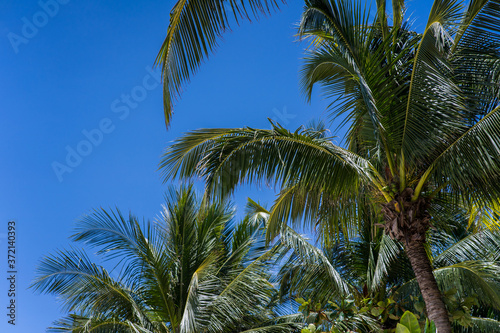 palm trees on blue sky background  excellent for tourist  tropical advertisers. Coconut palm leaves on a sunny day at the beach with blue sky.